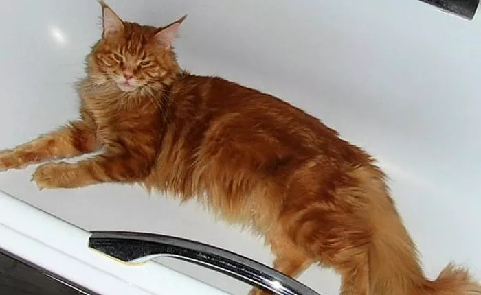 Vai es varu mazgāt grūsnu kaķi?