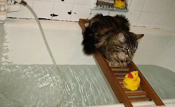 Vai es varu mazgāt grūsnu kaķi?
