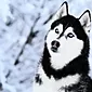 Siberian husky: shaggy pets for active people