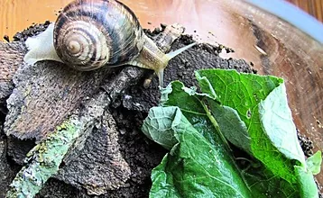 Giunsa pag-atiman ang mga snail sa balay, kung unsaon pagsangkap sa usa ka terrarium