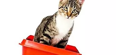 Zápcha u mačky - čo by mal robiť majiteľ?