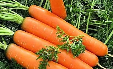 Πώς να φυτέψετε καρότα σε μια ζώνη και να πάρετε μια καλή συγκομιδή αυτού του λαχανικού ρίζας;