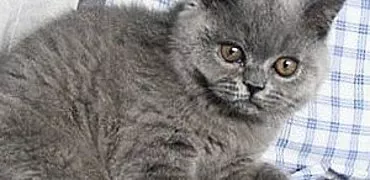 Briti, skoti un persieši: noteikumi par šķirnes kaķēnu aprūpi