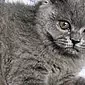 İngilizler, İskoçlar ve Persler: safkan kedi yavrularının bakımı için kurallar