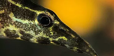 Macrognatus - evinizde kişisel bir dekoratif yılan balığı