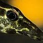 Macrognatus - evinizde kişisel bir dekoratif yılan balığı
