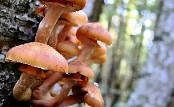 Dengan tanda apa seseorang bisa membedakan jamur palsu dari yang bisa dimakan?