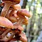 با چه علائمی می توان قارچ های کاذب را از قارچ های خوراکی تشخیص داد؟