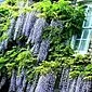 Bagaimana cara menanam dan merawat wisteria Cina dengan benar?