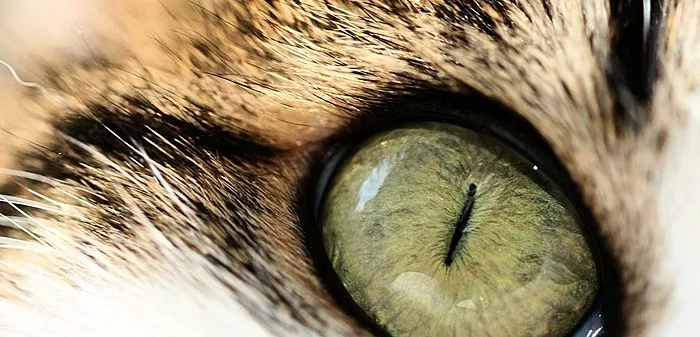 Ko darīt, ja kaķa acis saraujas? - slimības cēloņi un ārstēšana