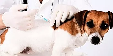Simptomi un gripas ārstēšana suņiem: cīņa ar briesmīgu slimību