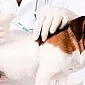 Koirien tautien oireet ja hoito: taistelu kauheasta taudista