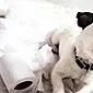 Cara melatih anak anjing anda ke kotak sampah