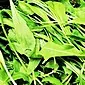 Nyttige egenskaper til arugula, hvordan den plantes, dyrkes og lagres