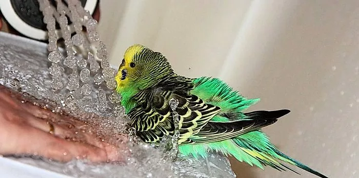 Toz, yapıştırıcı veya boya ile kaplıysa papağanınızı nasıl yıkayacağınıza dair ipuçları