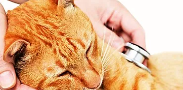 Kissojen nuha: lemmikin taudin tunnistaminen ja hoitaminen