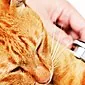 Rinīts kaķiem: mājdzīvnieka slimības identificēšana un ārstēšana