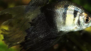 Tetra balıkları: mücevher kılığında su faunası