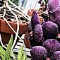 Wanda-orkidea - kasvun ja hoidon piirteet