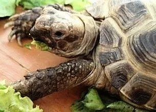 Av vilka skäl vägrar sköldpaddan att äta?