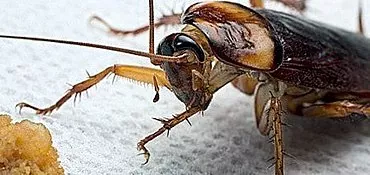 Welke middelen helpen kakkerlakken te vernietigen?