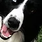 בורדר קולי הוא כלב אינטליגנטי וחבר נאמן