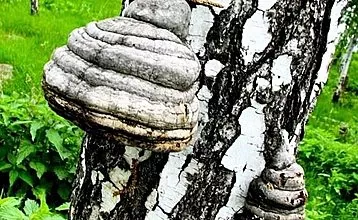 Características do cogumelo da bétula chaga