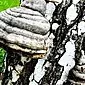 Características do cogumelo da bétula chaga