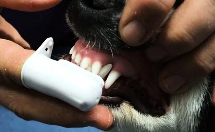 Hoe en wanneer u de tanden van uw hond moet poetsen