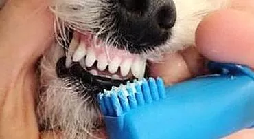 Hur och när man ska borsta hundens tänder