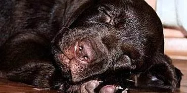 Gezondheid van huisdieren: waarom heeft een hond een droge neus?