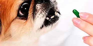 תרופות אנתלמינטיות לכלבים: מידע שימושי לבעליהם