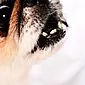 Medicamentos anti-helmínticos para cães: informações úteis para proprietários
