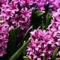 Hur man odlar hyacint?