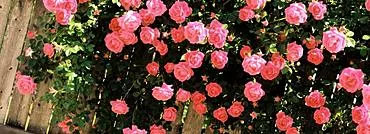 טיפול במלכת הגן: גזמו ורדים בהתזה