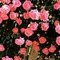 مراقبت از ملکه باغ: گل رز اسپری آلو را به درستی انجام دهید