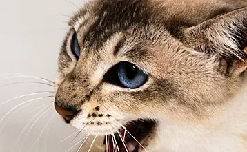 هیچ جانوری بدتر از گربه وجود ندارد: گربه گاز گرفته ، دست متورم شده است - چه باید کرد؟