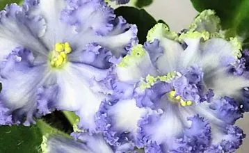 Aulas de florista para jovens: cultivando uma violeta