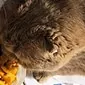 بهتر غذا دادن به یک بچه گربه: انتخاب غذا