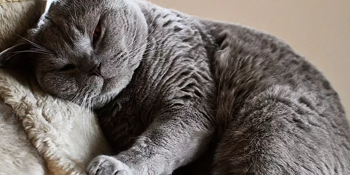 Sampah kucing mana yang lebih baik: membandingkan pilihan yang popular