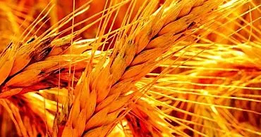 Naklíčené pšeničné zrná: výhody a škody, ako variť klíčky?