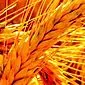 Grãos de trigo germinados: benefícios e malefícios, como cozinhar os brotos?