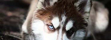 Husky: a dog that doesn't bark