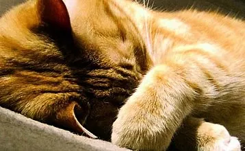چرا گربه ها سنبل الطیب را خیلی دوست دارند؟