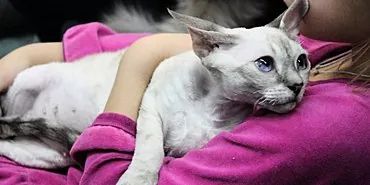 תסמינים של אורוליתיאזיס אצל חתולים וחתולים