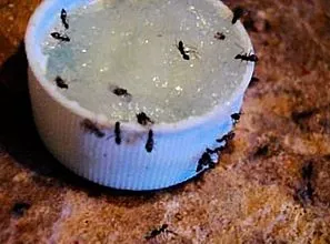Wie können Sie Ameisen in Ihrem Haus loswerden?