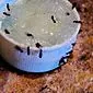 איך להיפטר מנמלים בביתכם?