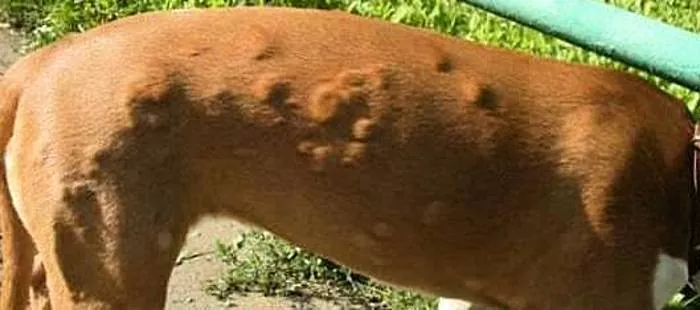 چگونه می توان از آلرژی در سگ جلوگیری کرد؟