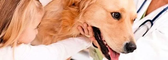 Köpeklerde endometrit: nedenleri, belirtileri, tedavisi