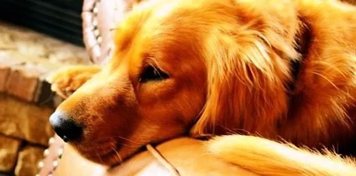 Köpeklerde endometrit: nedenleri, belirtileri, tedavisi